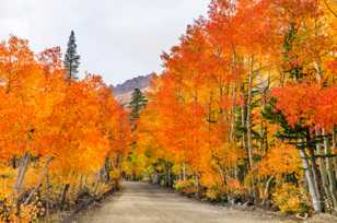 Aspens along North Lake road-5144.jpg Aspens along North Lake road-5144.jpg